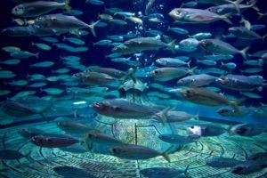 Meeresbiologie - Ökosystem