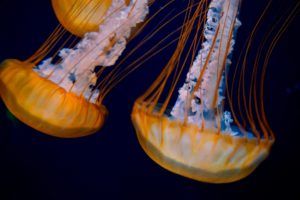 Nesseltiere - Meeresbiologie