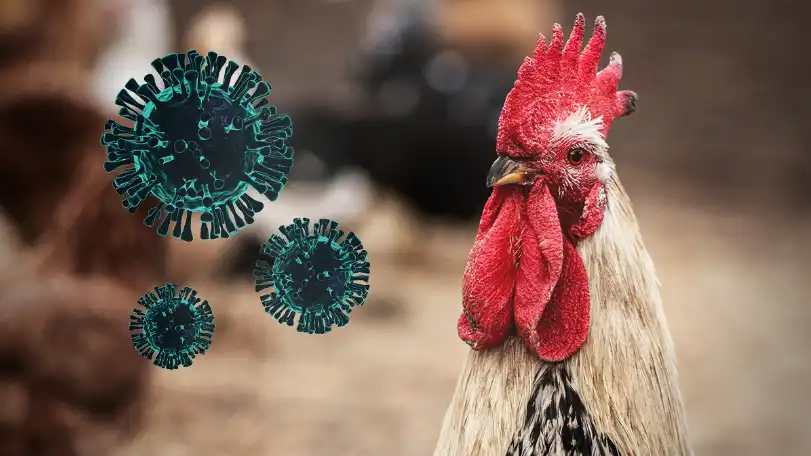 Lintuinfluenssa & WHO:n pandemiasopimus – syytä huoleen?